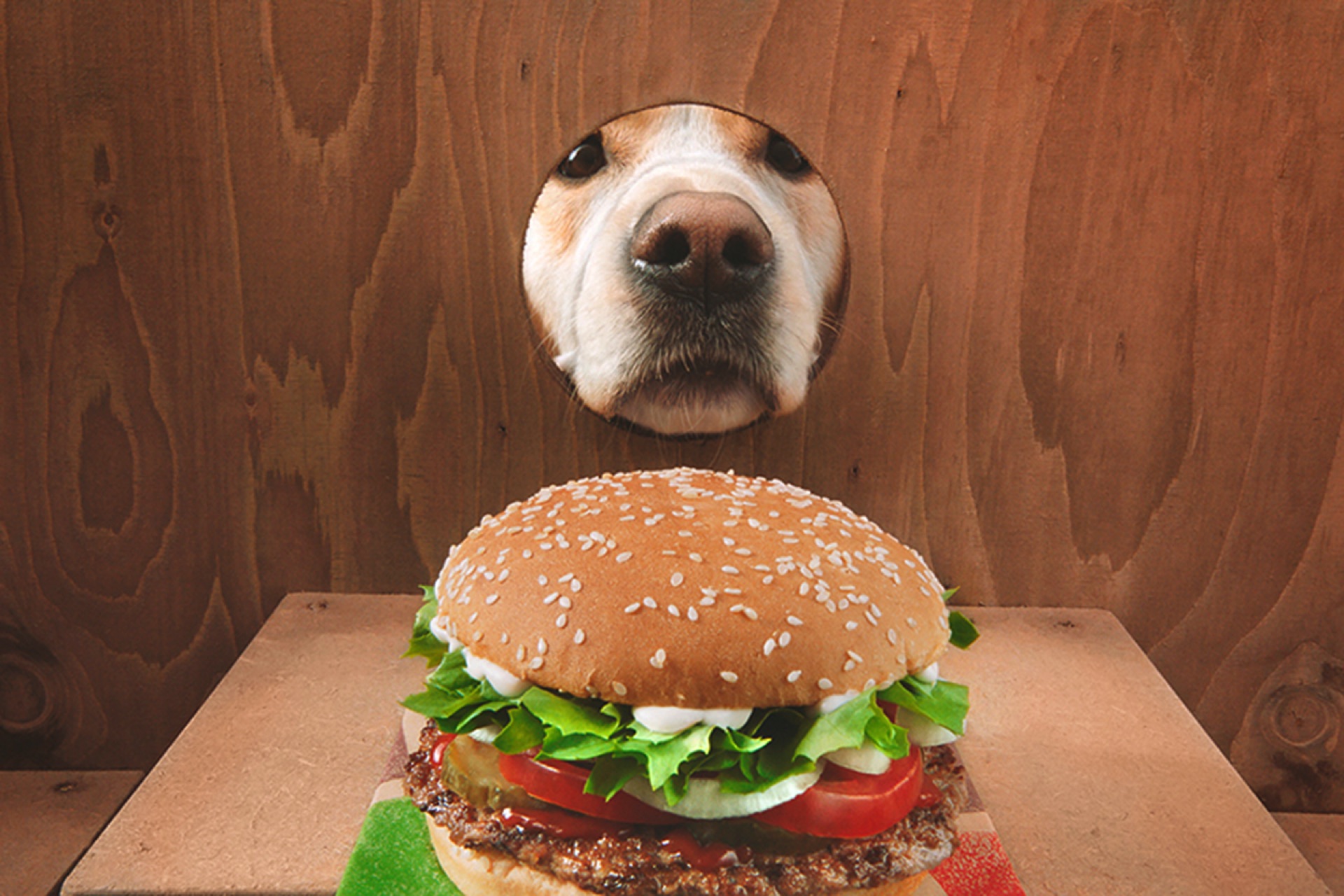 Whopper Dog